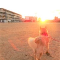 明けましておめでとうございます。2020年も宜しくお願い致します。