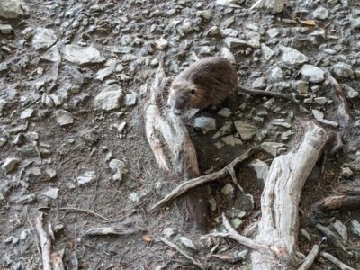 チューの結末と中古マンション買取