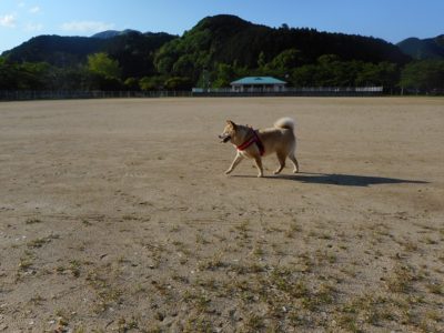 固定資産税納付書が来た！
