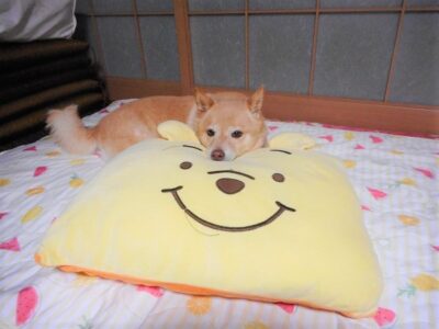 空き家を減らす？