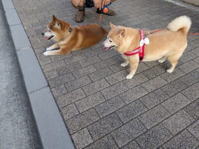 大阪市中央区＝藤井寺市！？