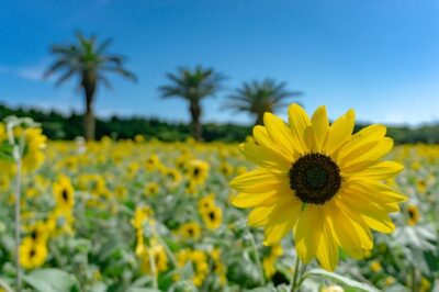 大阪市内の中古マンション、管理費と修繕積立金の妥当な金額は？小規模・大規模で徹底比較してみたで！