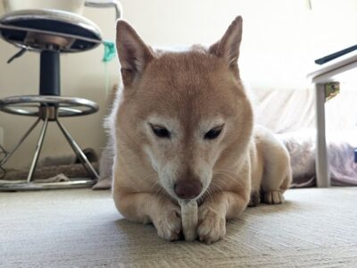 🐶ワンちゃんにとって難波のタワーマンション居住はアリ？ワンちゃんの気持ちを考えてみた！