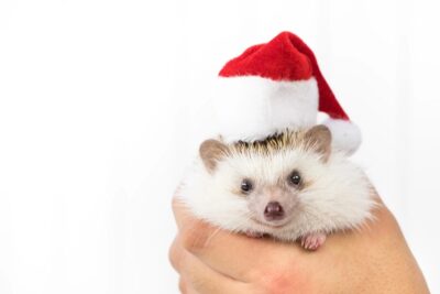 2025年最後の長屋買取の話(二転三転)