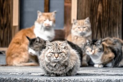 近所トラブル寸前…猫屋敷になった実家をどう売る？後悔せずに母親は売れるのか！？