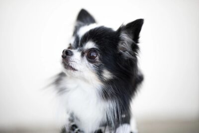 どうなる午年！