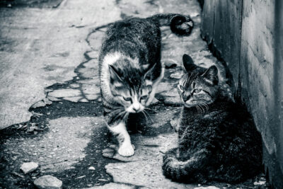 野良猫と空き家問題。不動産屋はこう考える。 〜大阪の路地裏で起きている“人情”と“現実”のはざまで〜