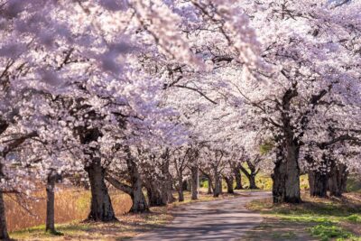 桜の季節の雑感